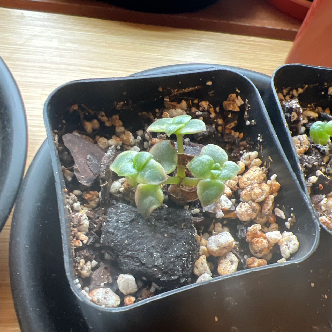 Photo of the plant species MacDougal Verbena by @Daisygirl named Growgirl on Greg, the plant care app