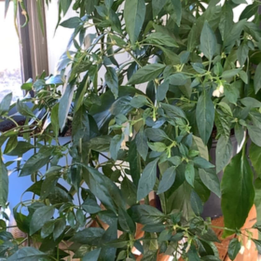 Photo of the plant species Hot Pepper Cayambe by @StainlessBetel named Sage on Greg, the plant care app