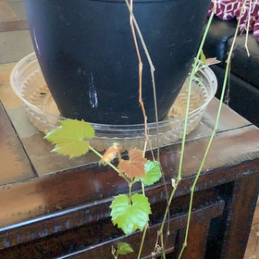 Plant care for Alzey Red Grape on Greg, the plant care app