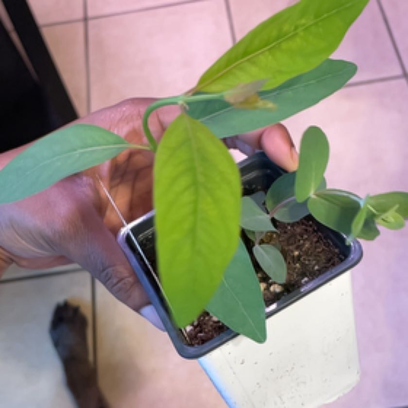 Photo of the plant species Silver Drop Eucalyptus by @MeanGreenQueen named Cleopatra on Greg, the plant care app
