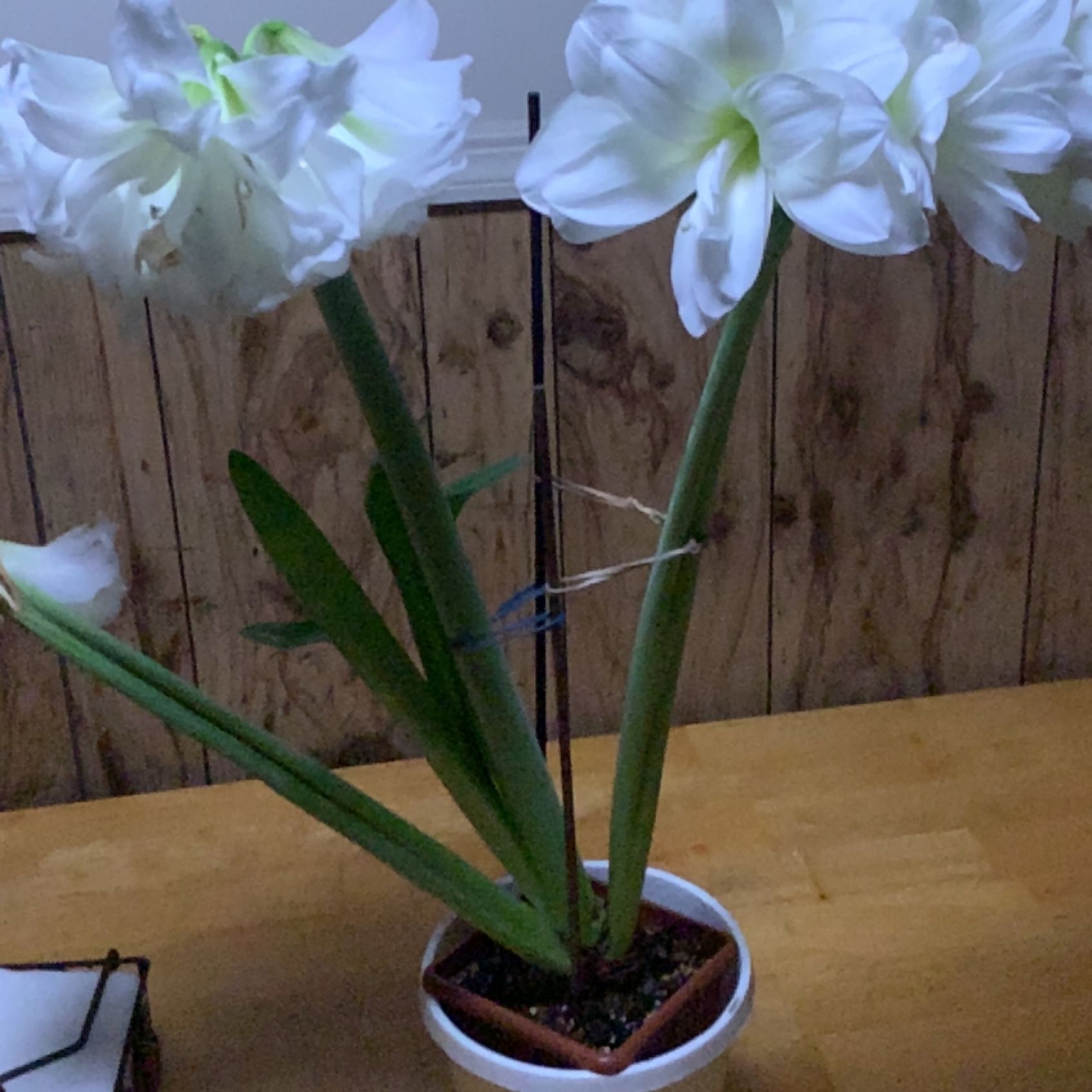 Photo of the plant species Hardy Amaryllis by @MajorApachepine named Pax on Greg, the plant care app