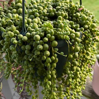 String of Pearls plant in Stow, Ohio