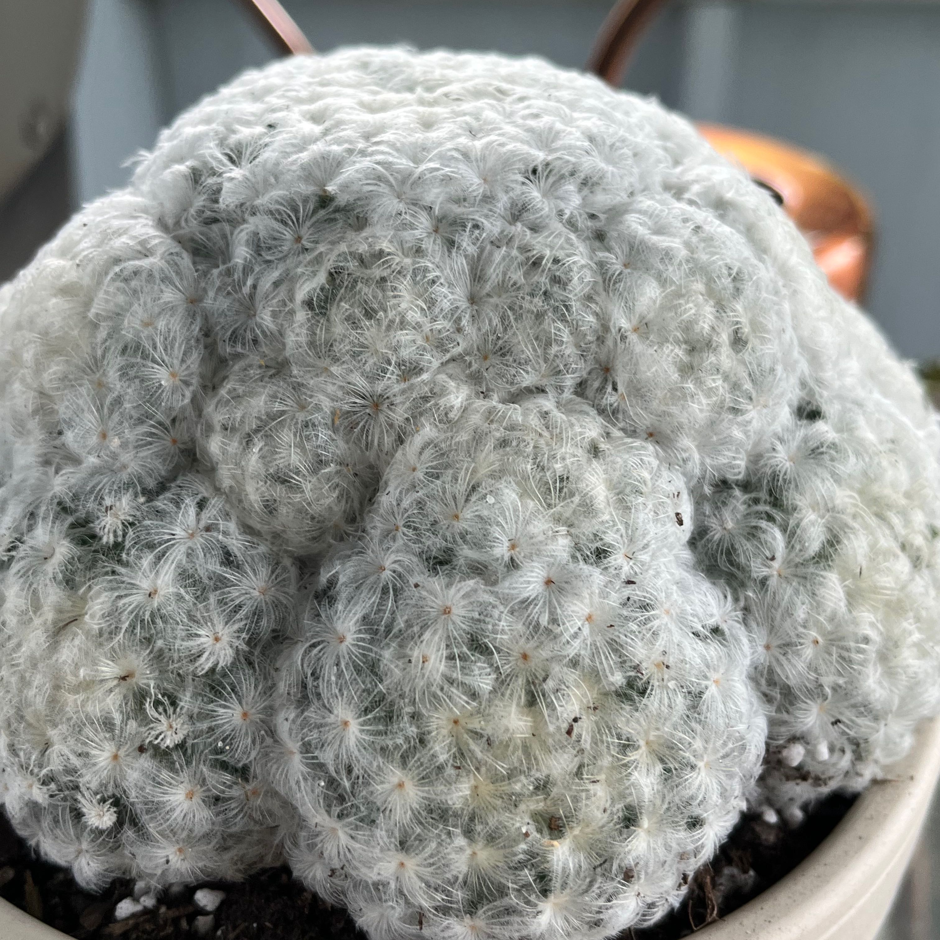 Mammilloydia plant with dense, white, woolly appearance in a pot. Soil is visible.