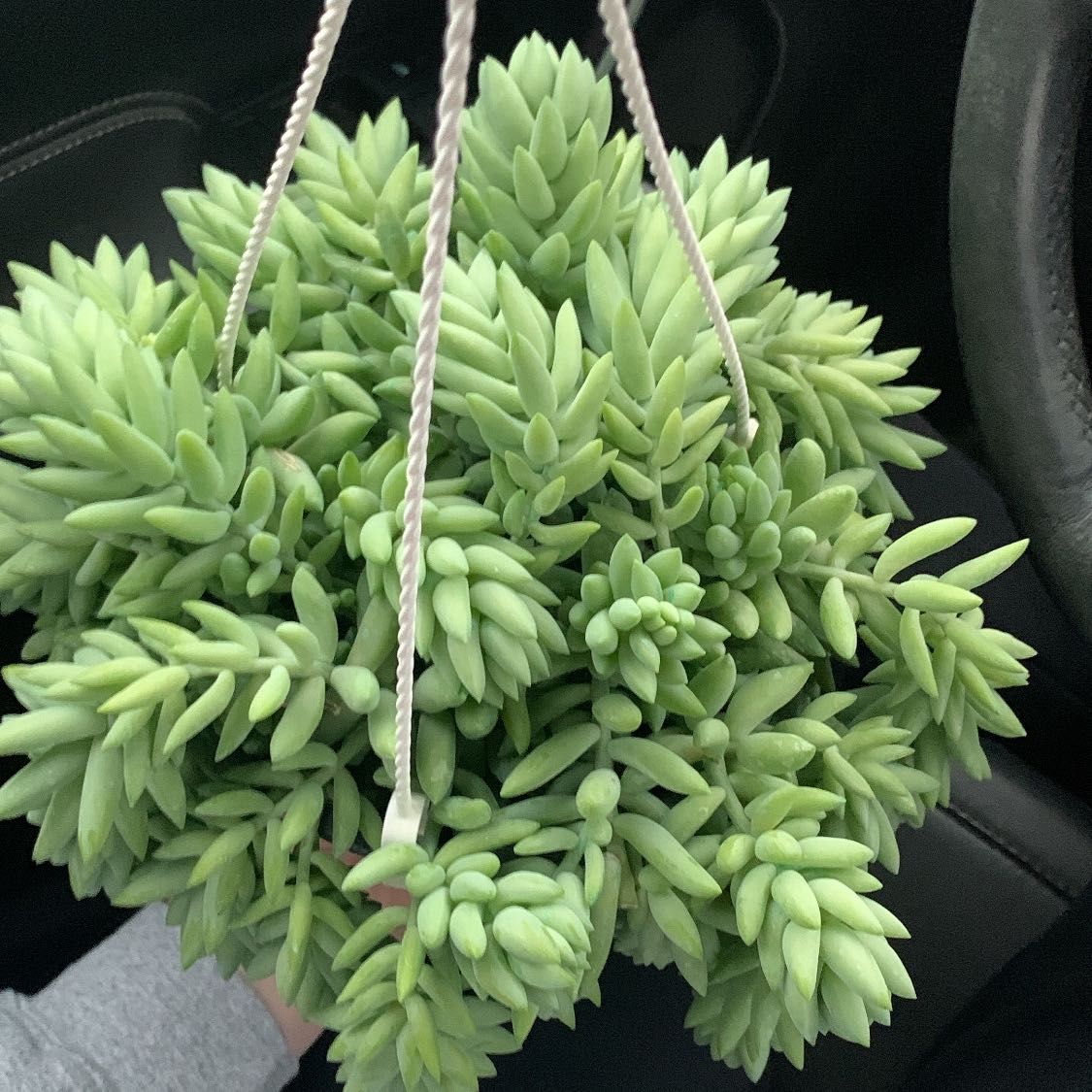 Photo of the plant species Burro's Tail by @CreativeWaxivy named Your plant on Greg, the plant care app