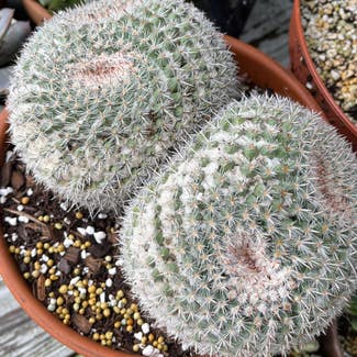 Twin Spined Cactus plant in Stow, Ohio