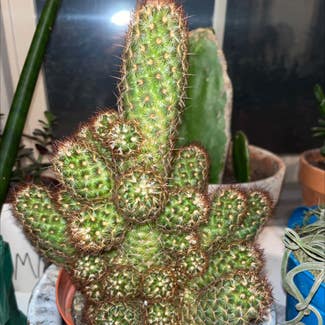 Lady Finger Cactus plant in McCordsville, Indiana