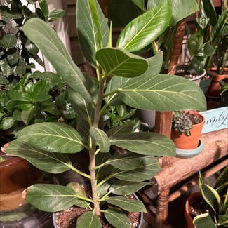 Audrey Ficus plant in McCordsville, Indiana
