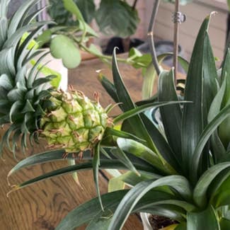 Pineapple plant in McCordsville, Indiana
