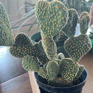 Bunny Ears Cactus plant in McCordsville, Indiana
