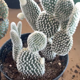 Bunny Ears Cactus plant in McCordsville, Indiana