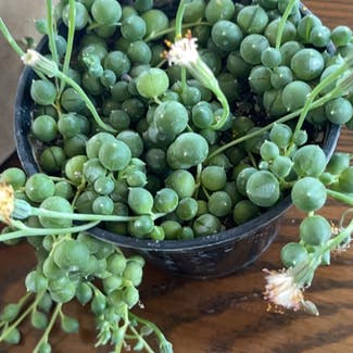 String of Pearls plant in McCordsville, Indiana