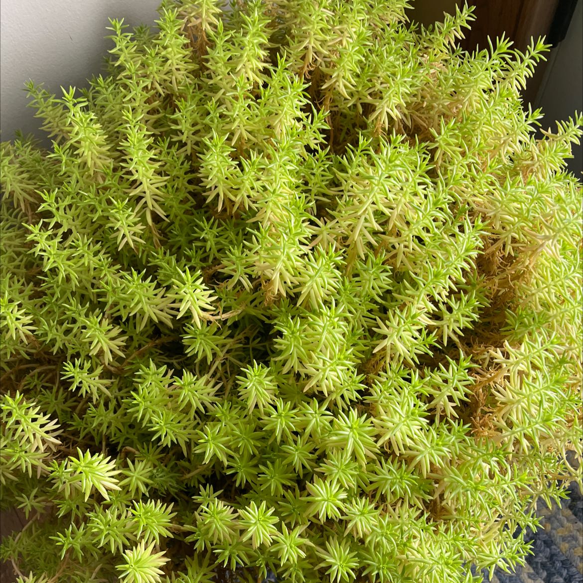 Photo of the plant species Annual Stonecrop by @SportGuepinia named Your plant on Greg, the plant care app