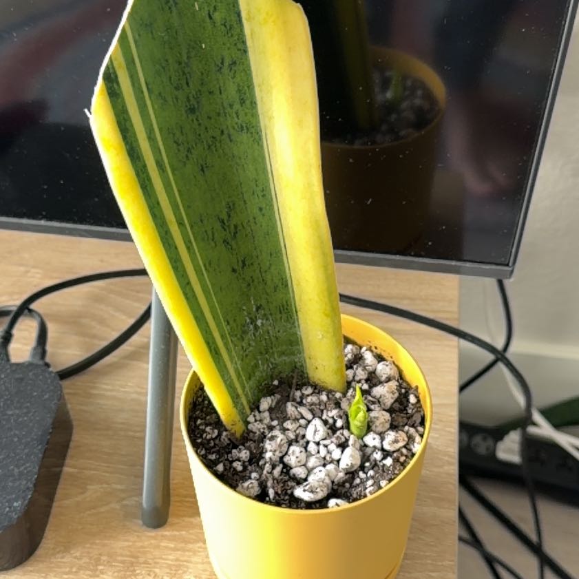 Photo of the plant species Screw Pine by @Plarent2 named Rihanna on Greg, the plant care app