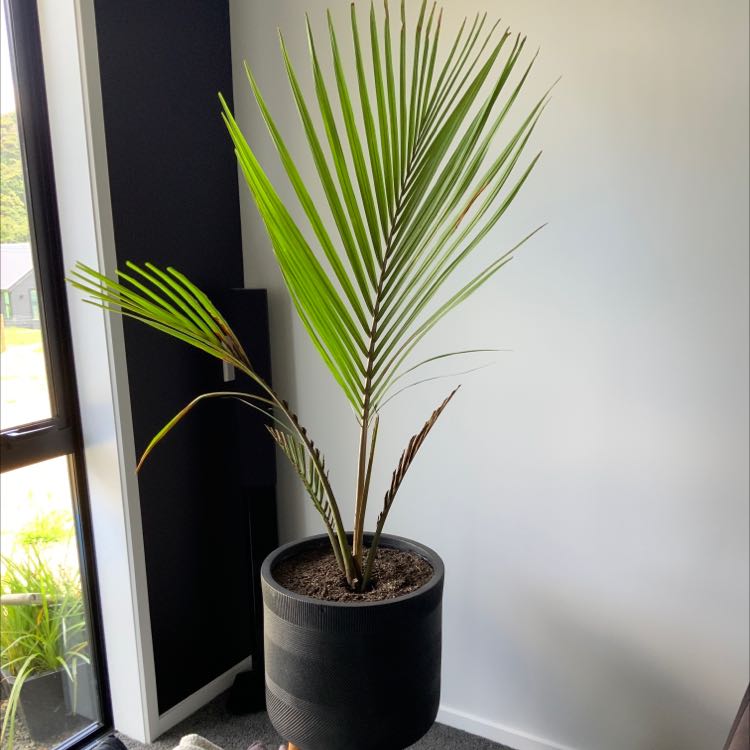 Photo of the plant species Nikau by @CharismaticMint named Aria on Greg, the plant care app