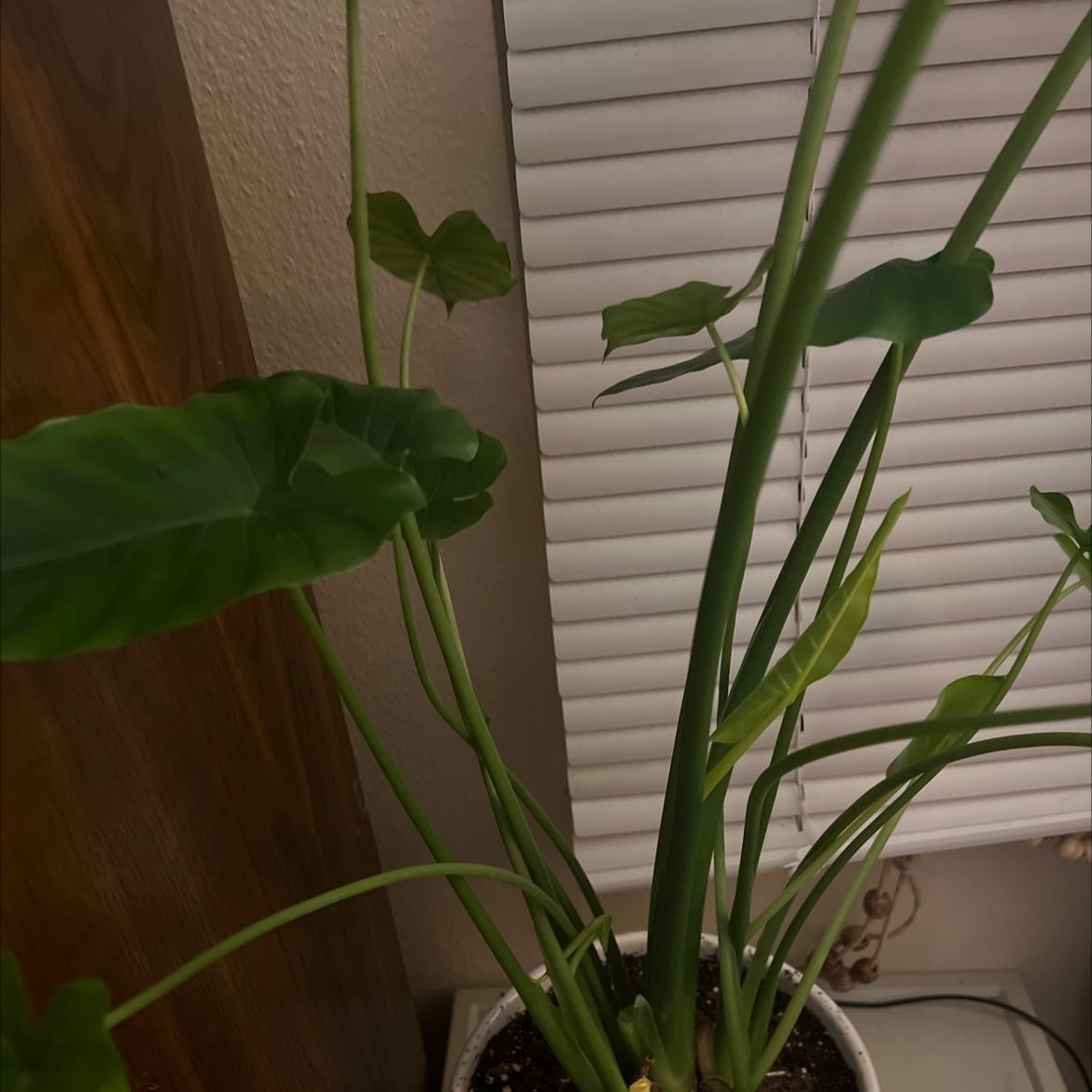 Alocasia gagaena 'California' plant in a pot with green leaves and visible soil.