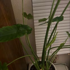 Alocasia gagaena 'California' plant