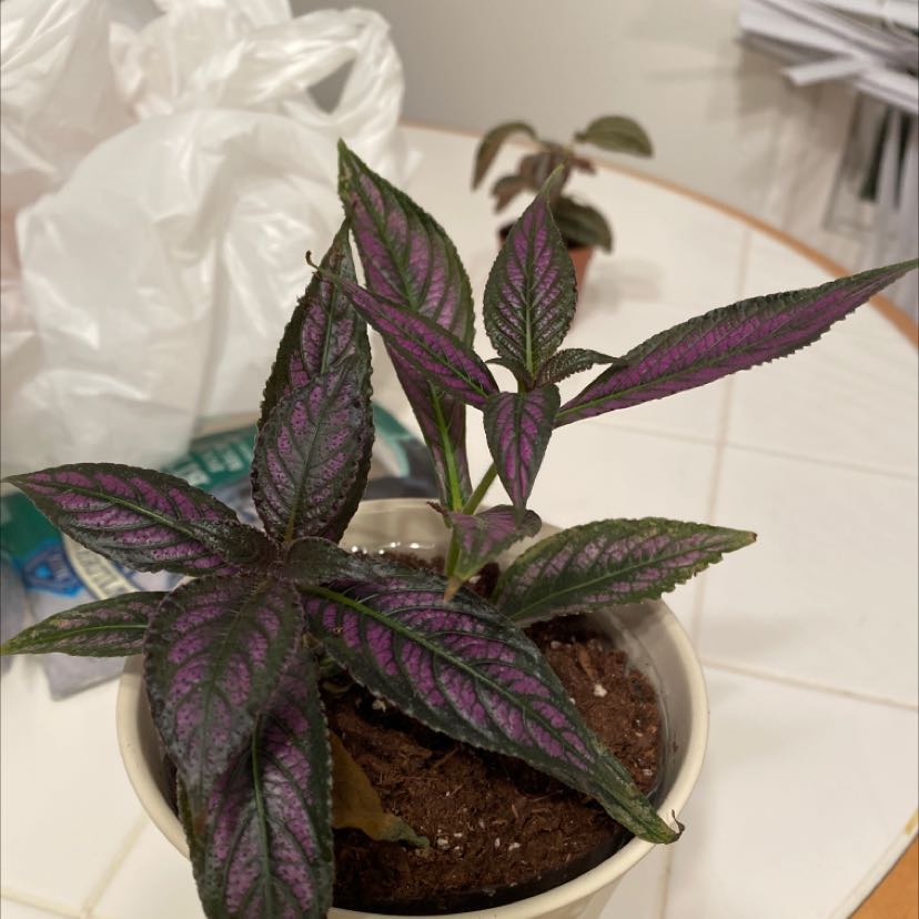 Photo of the plant species persian shield by @ContentBluerose named Bodhi on Greg, the plant care app