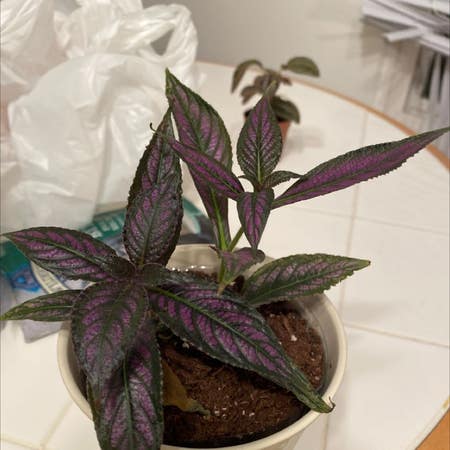 Photo of the plant species persian shield by Contentbluerose named Bodhi on Greg, the plant care app