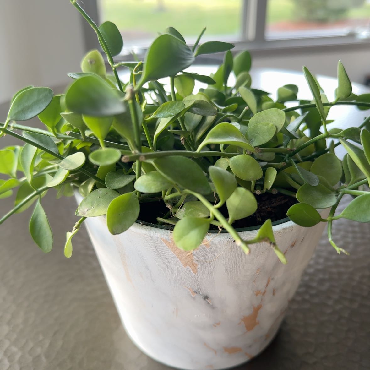 Healthy Dischidia oiantha 'Variegata' plant in a pot with green leaves.
