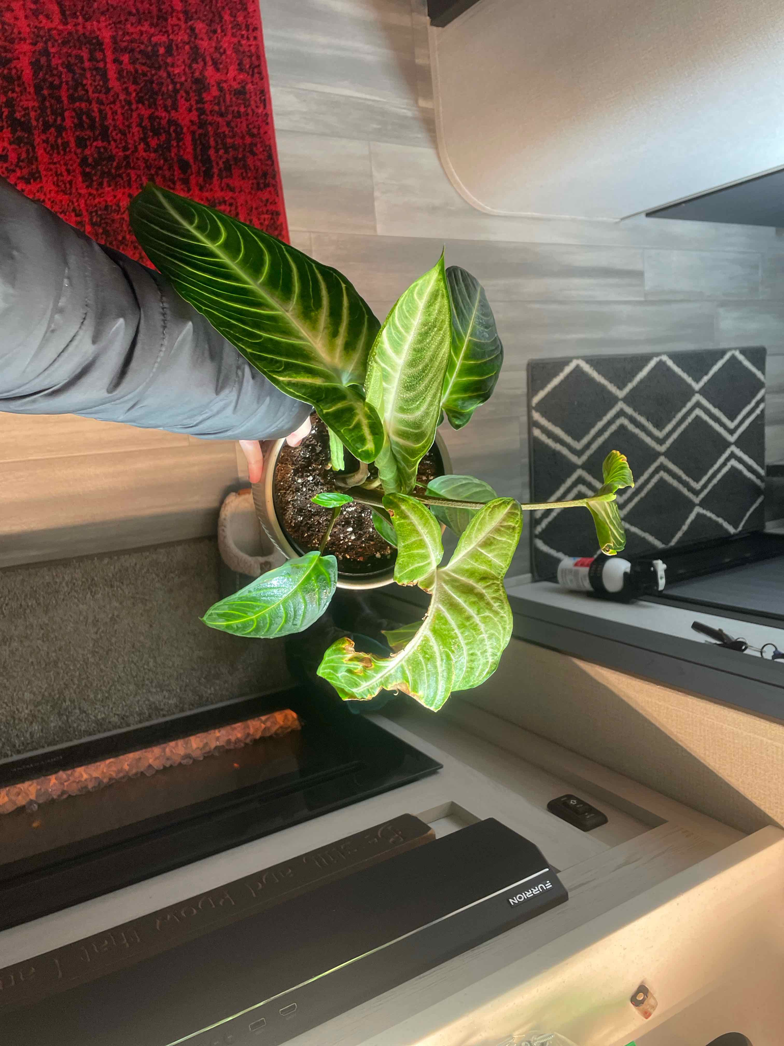 Best Soil Potting Mix for Caladium lindenii 'Magnificum'