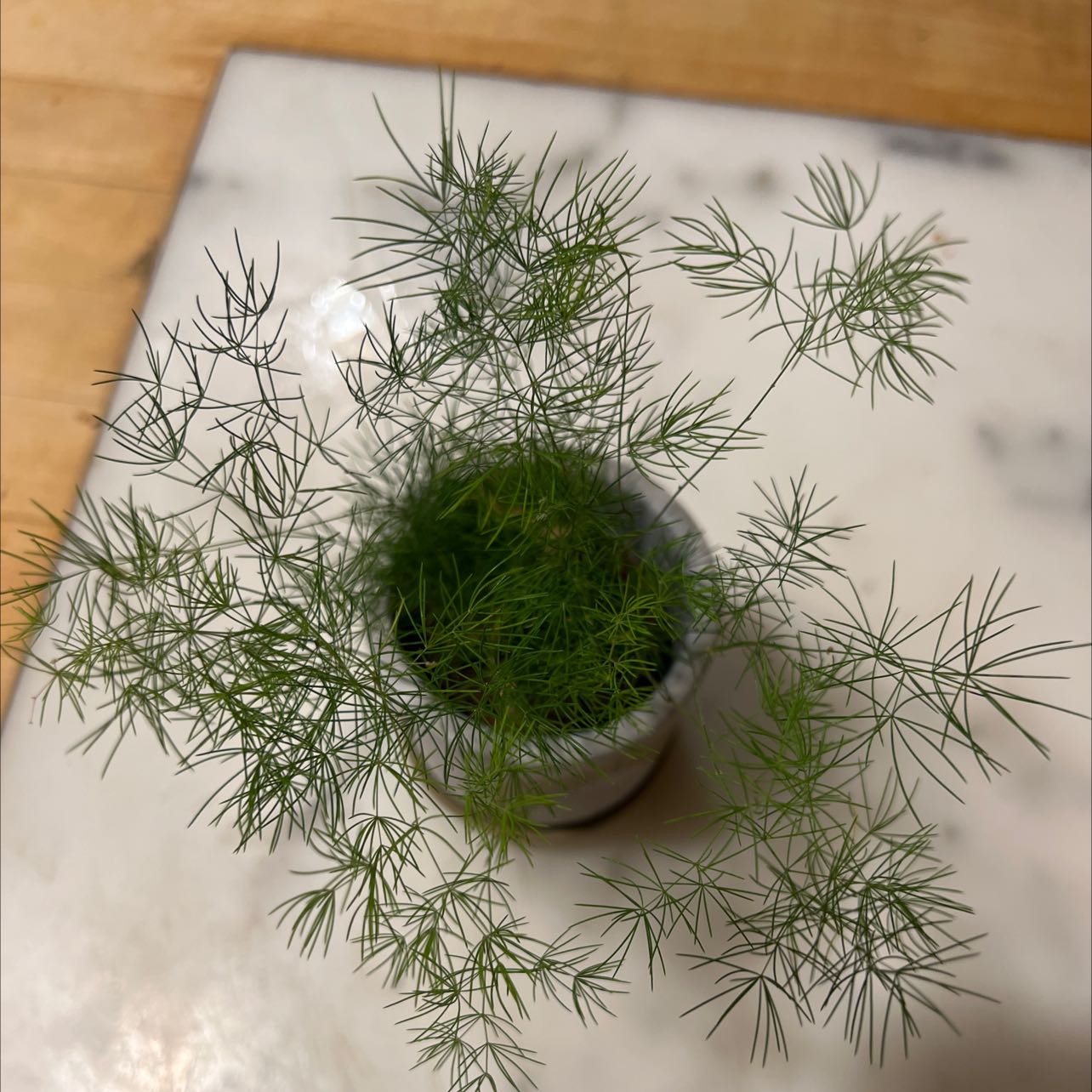 Potted Common Fennel plant with fine, feathery green leaves on a marble surface.