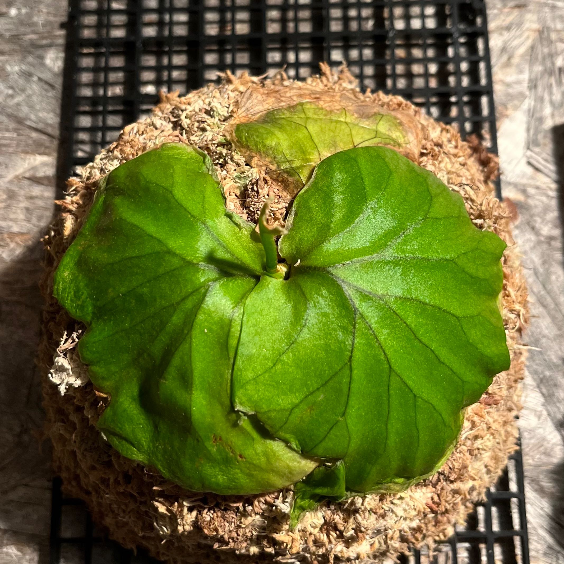 Photo of the plant species Ridley's Staghorn Fern by @FitFern named P. Ridleys on Greg, the plant care app