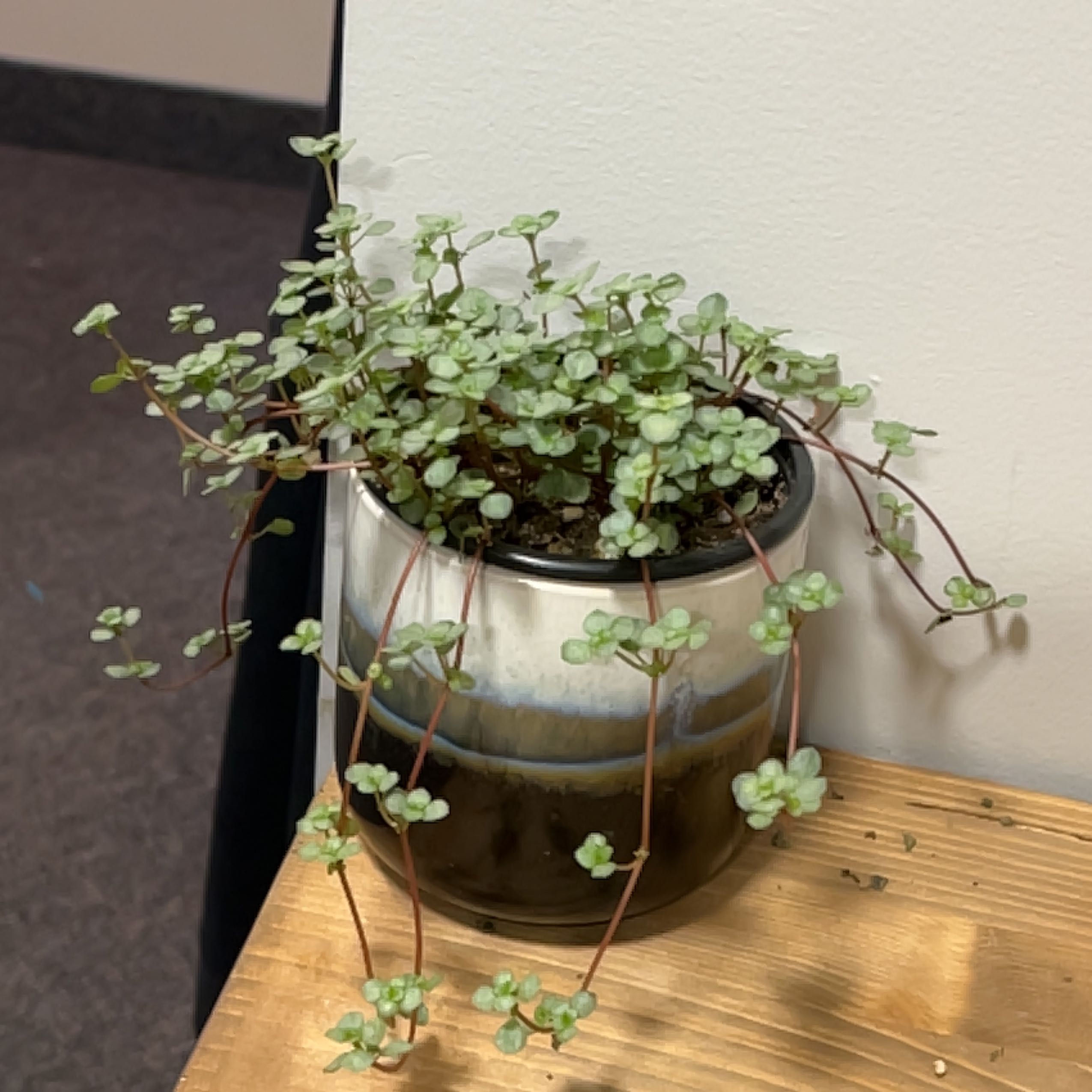 Pilea 'Silver Sparkle' plant in a pot on a wooden surface, appearing healthy.