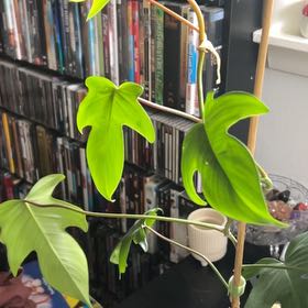 Photo of the plant species Florida green by @HomelyFeltbush named Muhammad Ali on Greg, the plant care app