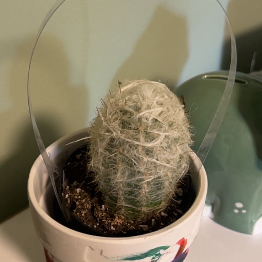 Photo of the plant species Old Man of the Mountains by @HomelyFeltbush named Surya on Greg, the plant care app