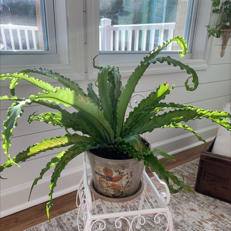 Photo of the plant species Bird's Nest Fern by @PresidentMelon named Your plant on Greg, the plant care app