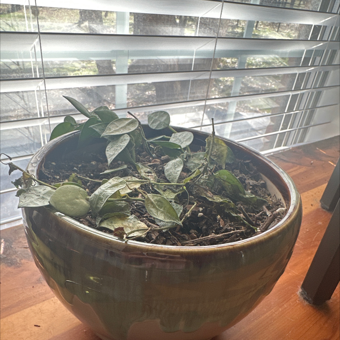 Potted Hoya khroniana Silver Splash plant near a window with some yellowing and browning leaves.