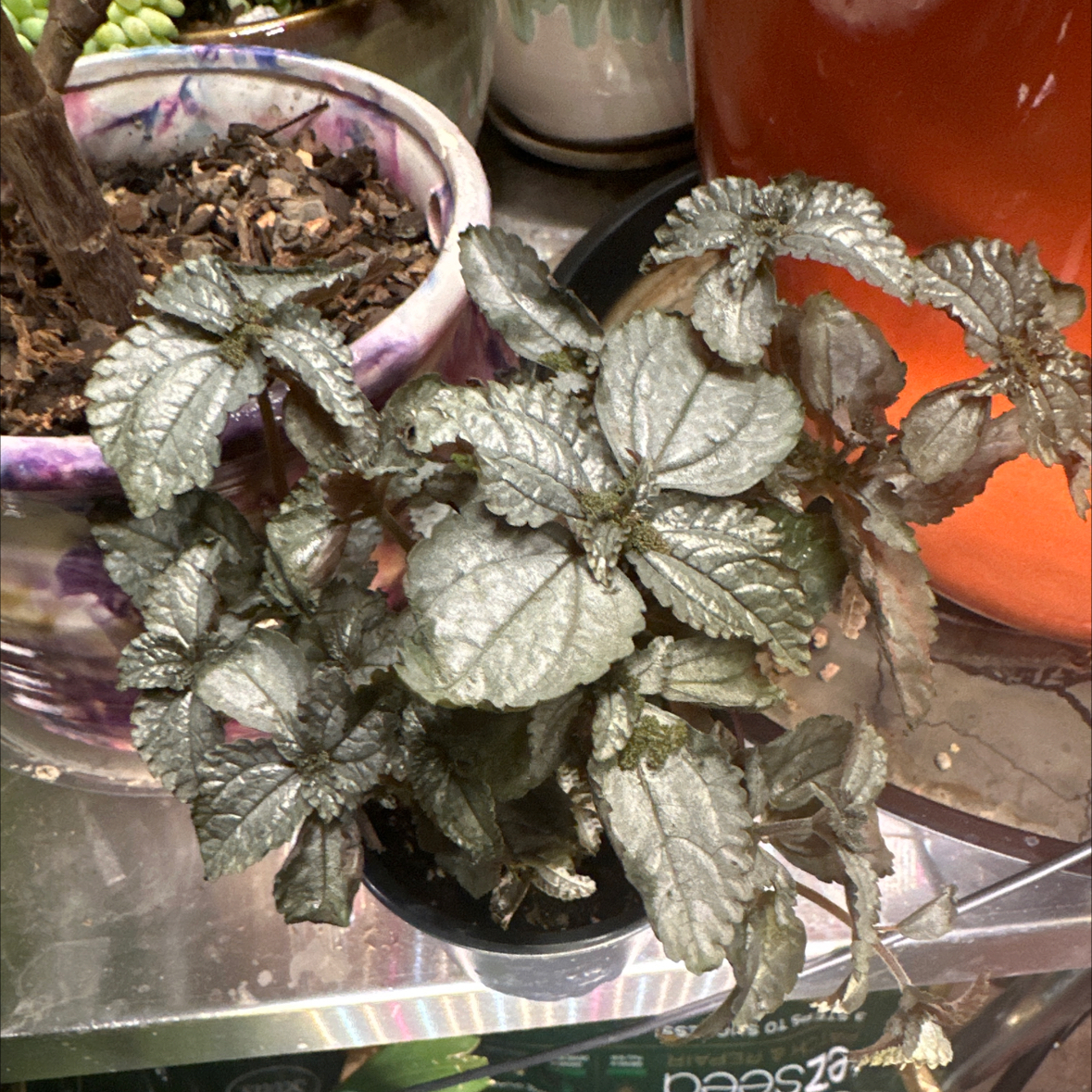Photo of the plant species Pilea Silver Cloud by @XineNicoleaves named Silver Cloud on Greg, the plant care app