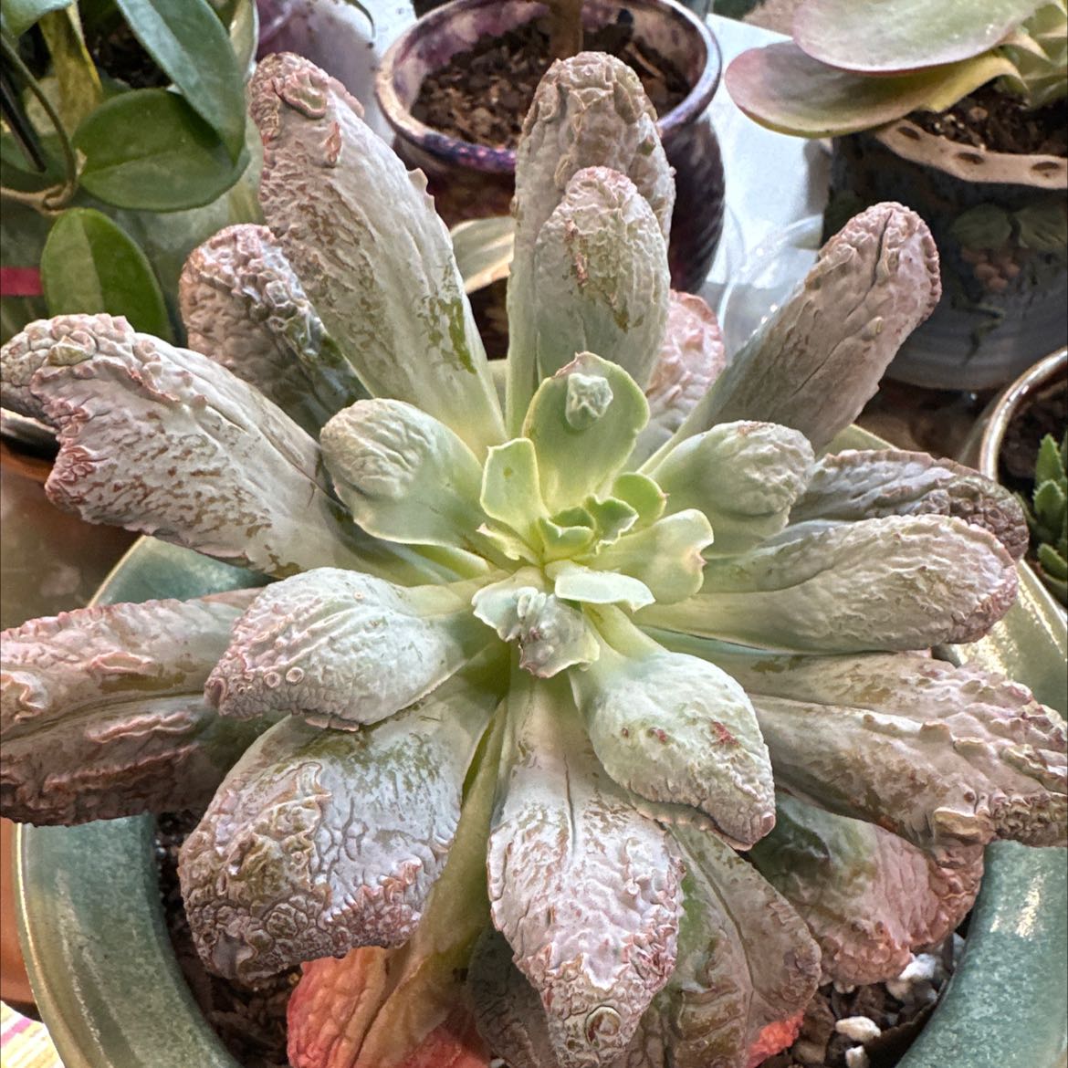 Photo of the plant species Echeveria Linguas by @XineNicoleaves named Echeveria Lingua on Greg, the plant care app