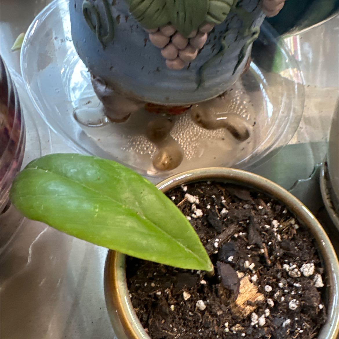 Photo of the plant species Hoya Moonshadow by @XineNicoleaves named Moonshadow Hoya on Greg, the plant care app