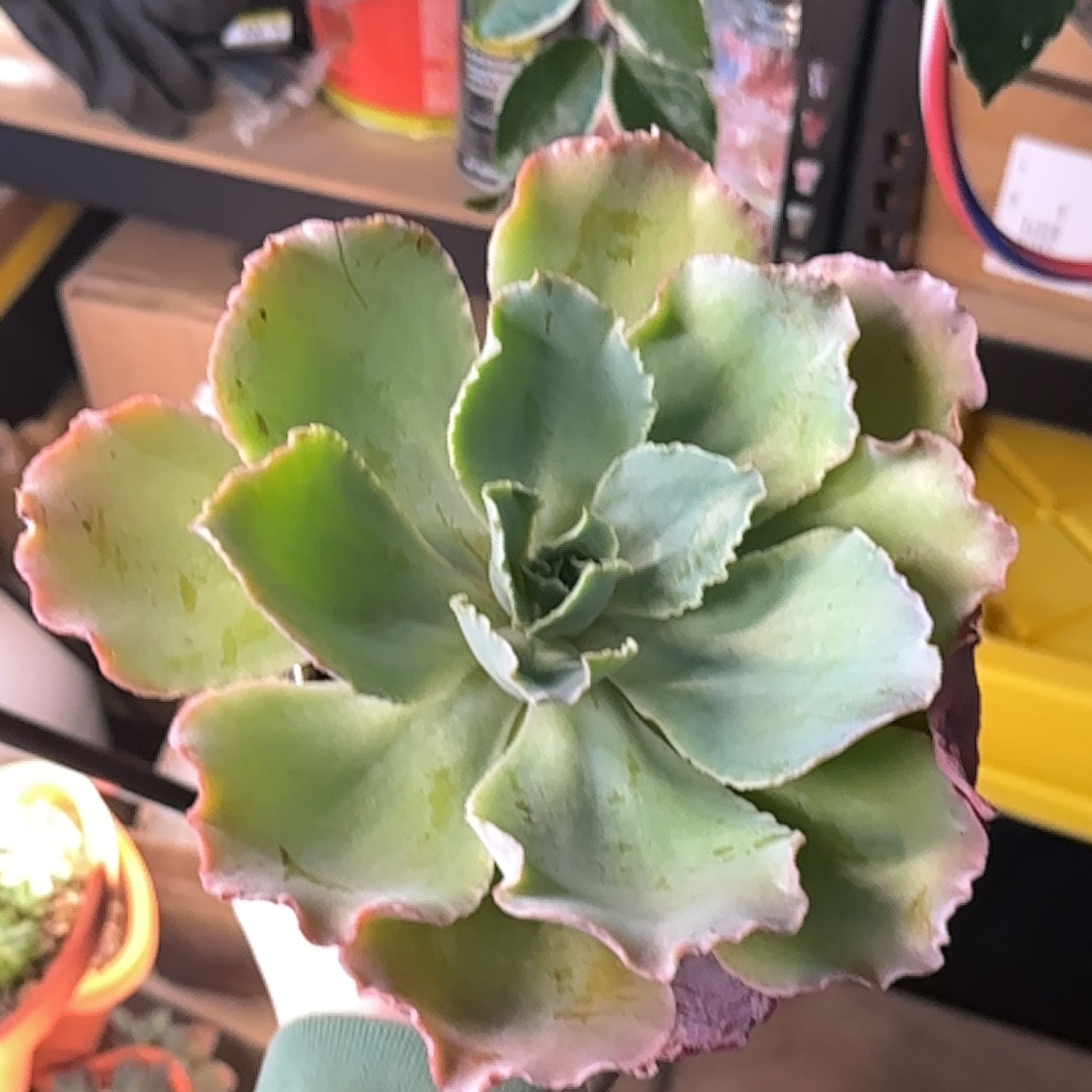 Photo of the plant species Echeveria 'Crinoline Ruffles' by @XineNicoleaves named Crinoline Ruffle on Greg, the plant care app