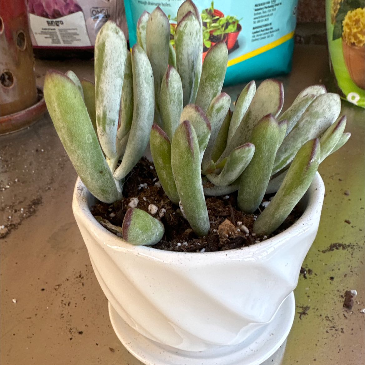 Photo of the plant species Cotyledon 'Happy Young Lady' by @XineNicoleaves named Happy Young Lady on Greg, the plant care app
