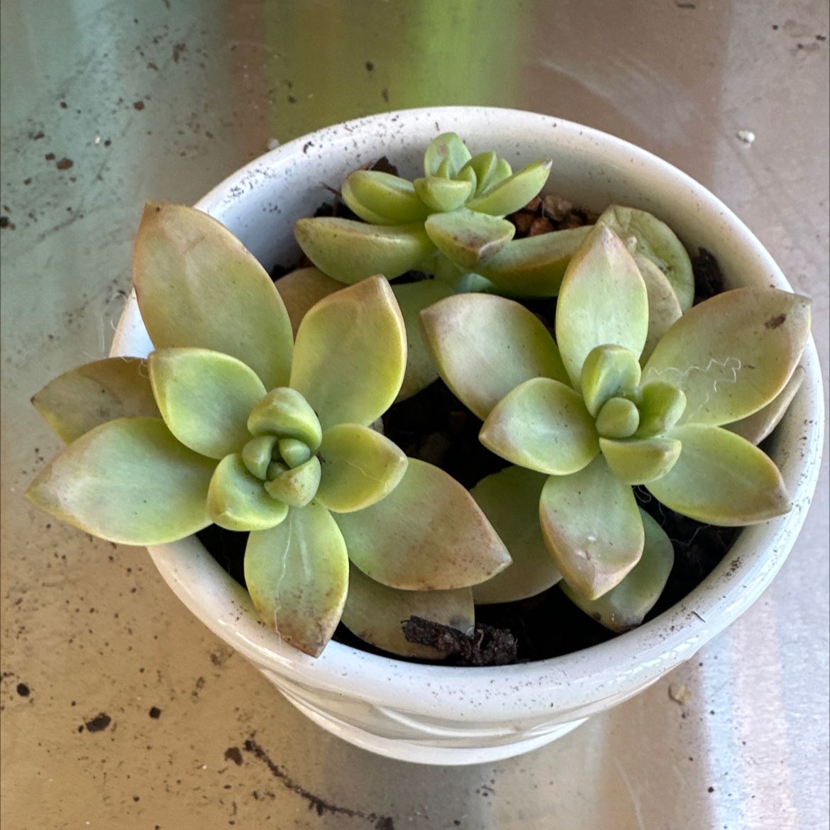 Potted Graptosedum 'Bronze' succulent with some browning leaves in a white pot.
