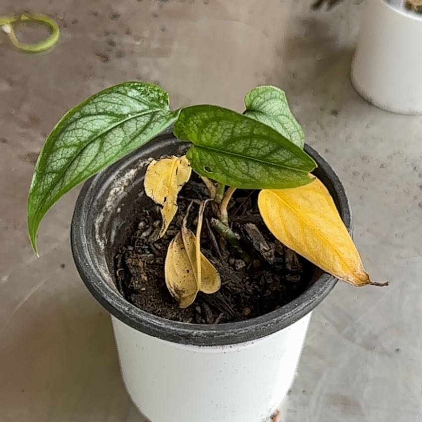Photo of the plant species Blue Satin Scindapsus by @XineNicoleaves named Zeus on Greg, the plant care app