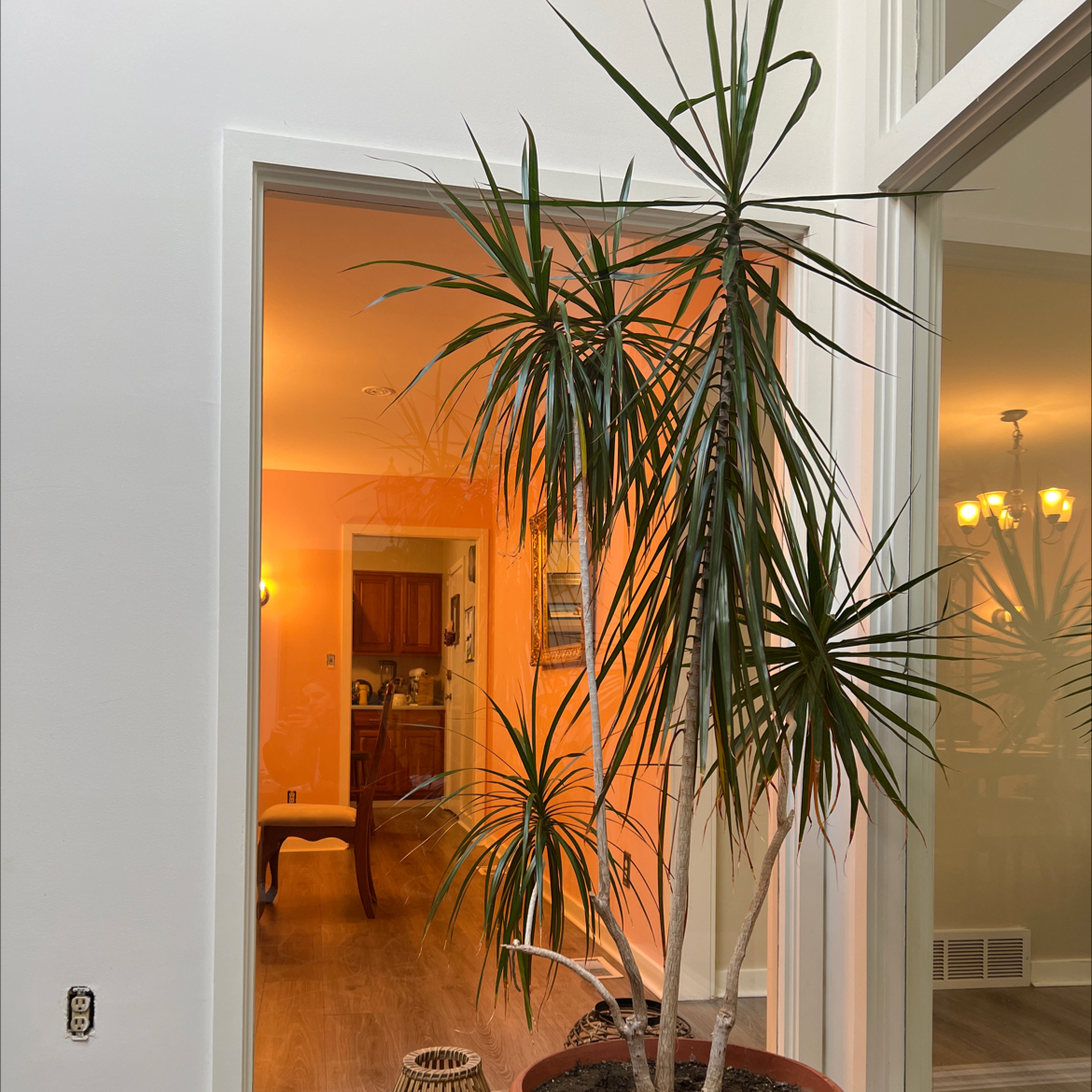 Photo of the plant species Dragon Tree by @VibrantOleander named Dracena on Greg, the plant care app