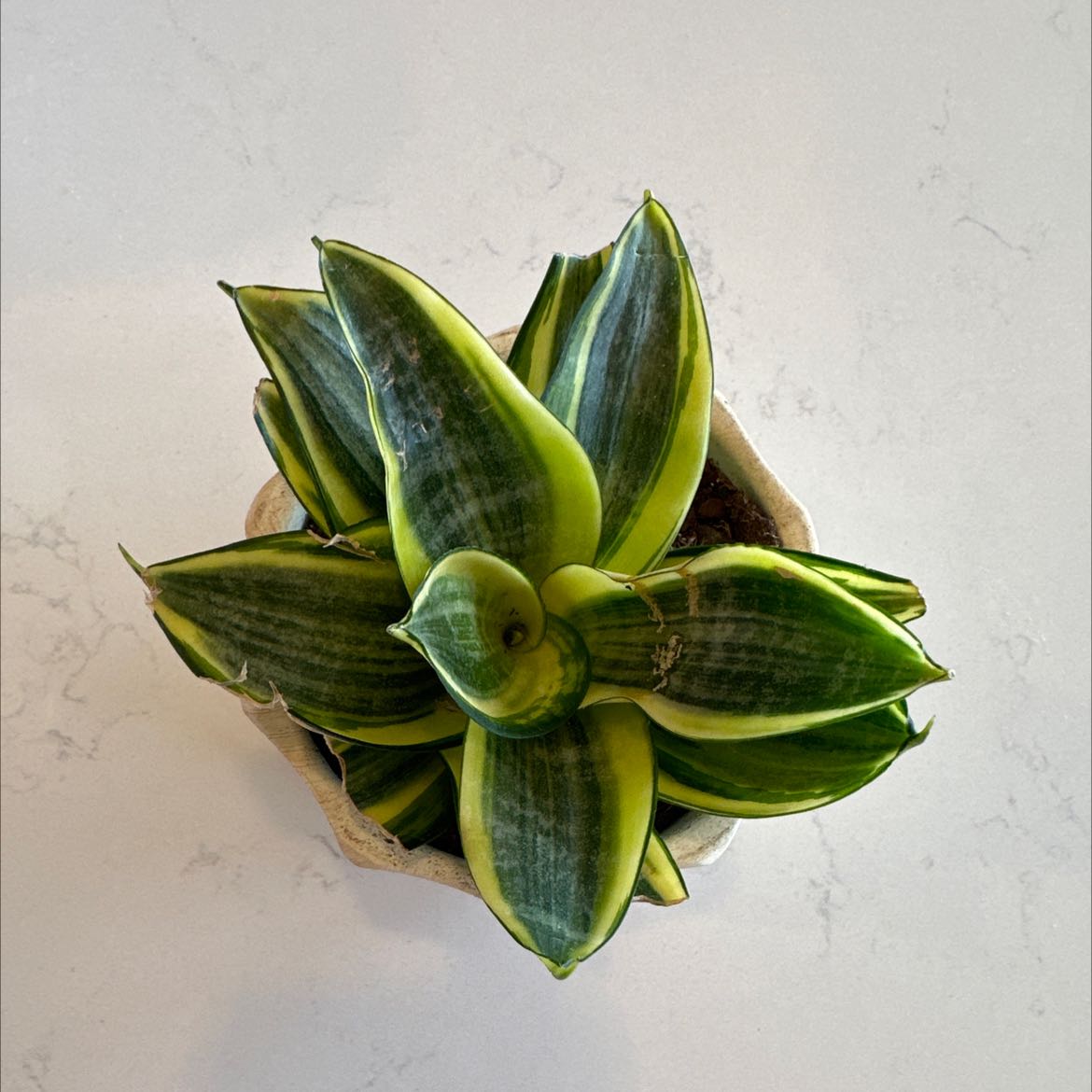 Photo of the plant species Gold Star Hahnii by @PetiteChangunga named Goldie on Greg, the plant care app