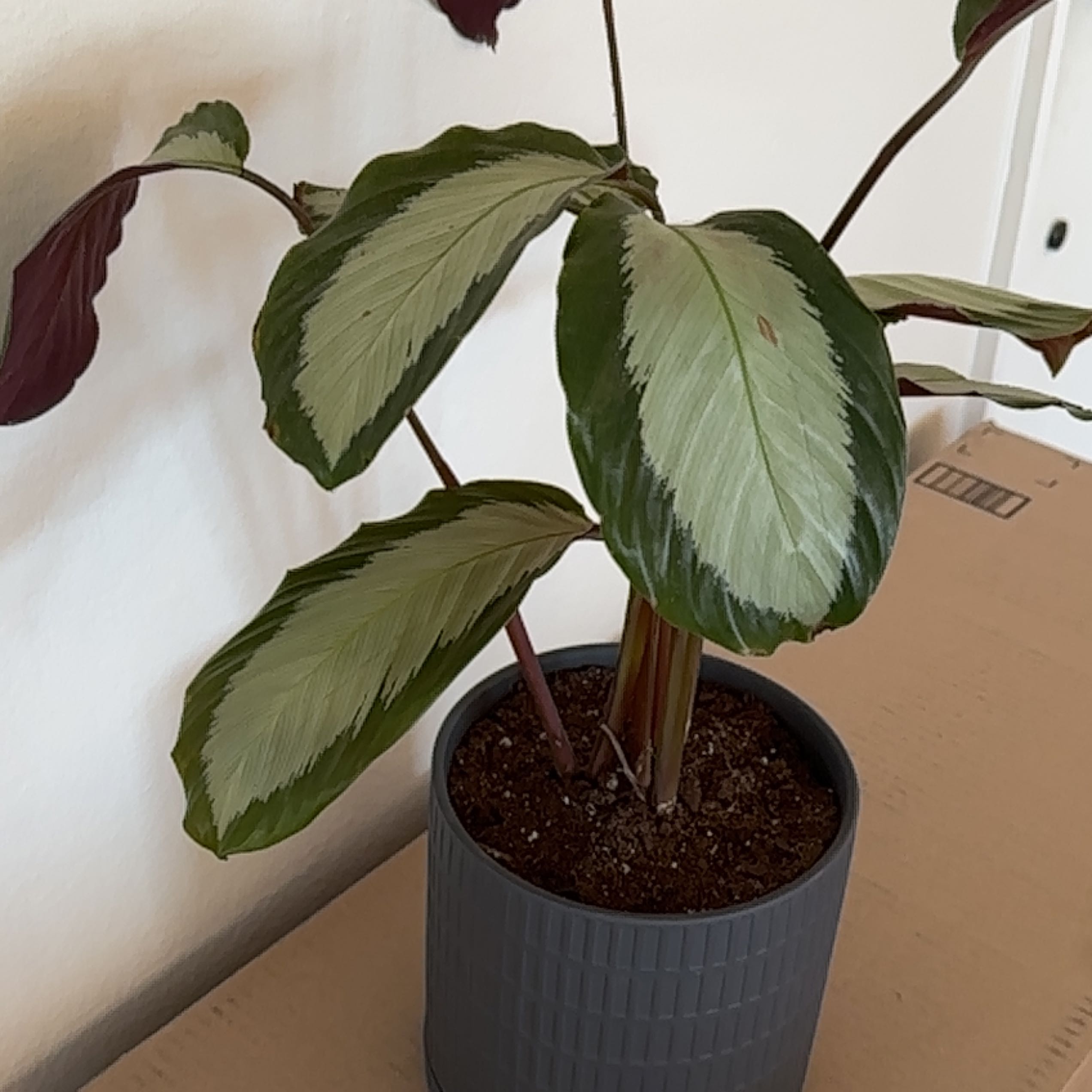 Plant care for Calathea 'Ice Blue' on Greg, the plant care app