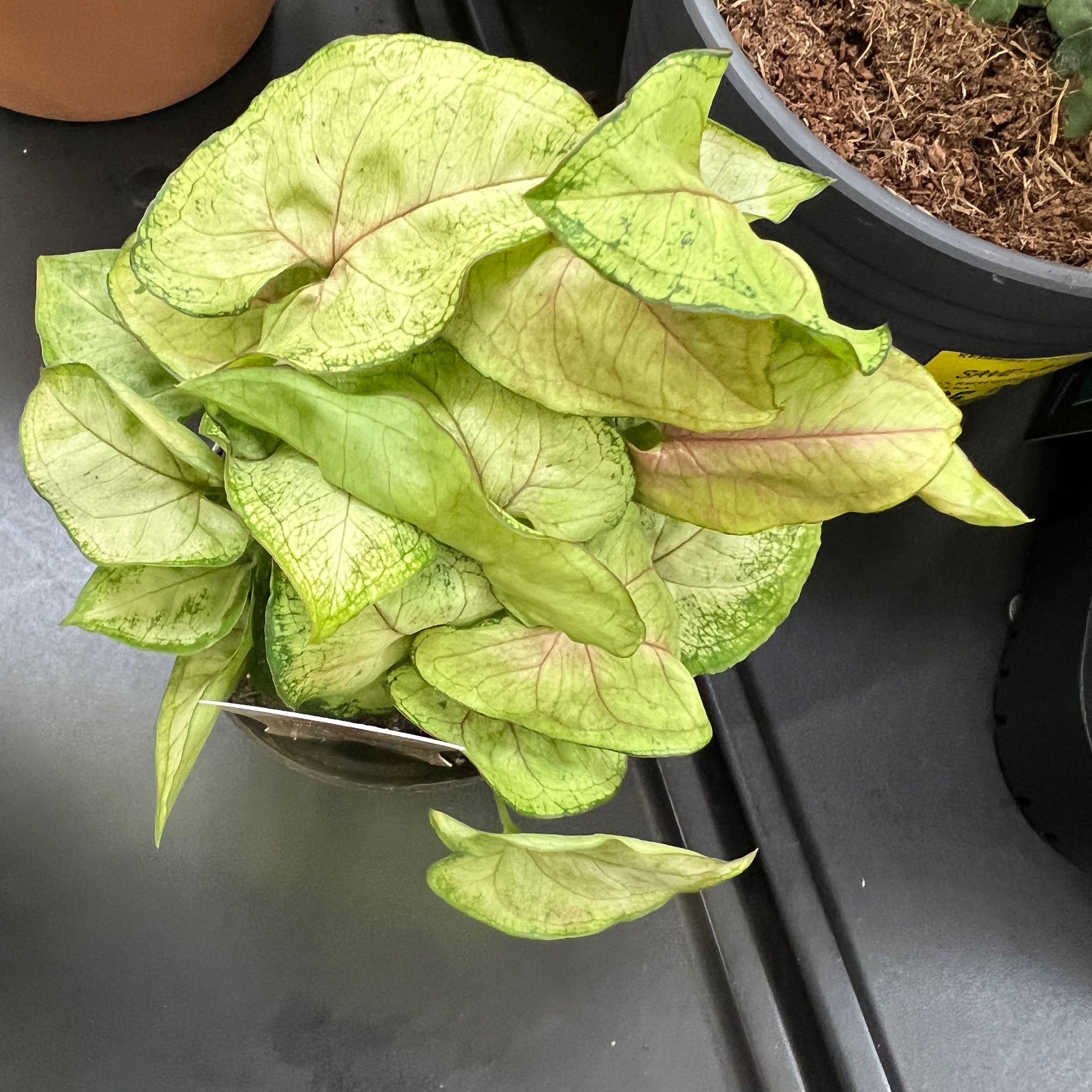 Syngonium 'Berry' plant with light green and pinkish leaves in a pot.