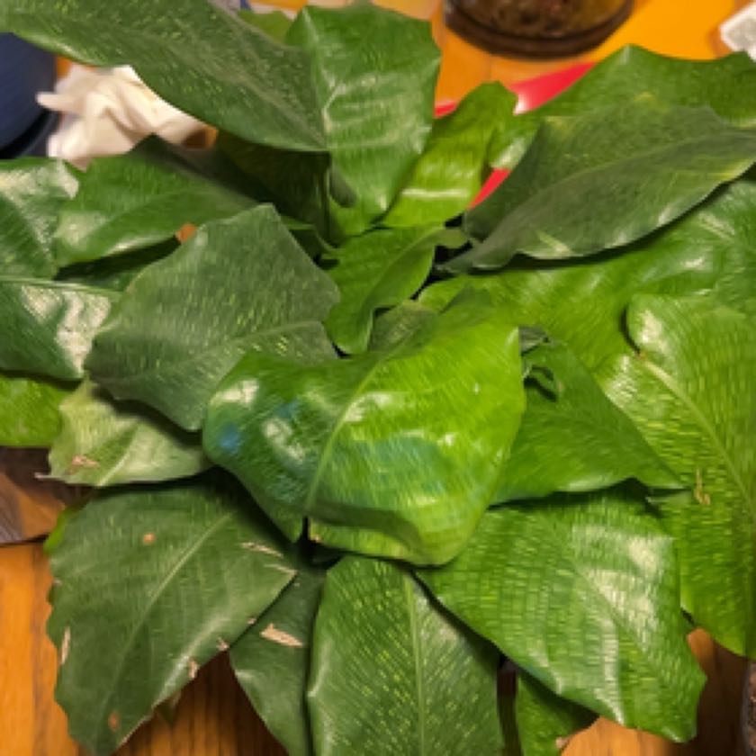 Photo of the plant species Calathea Network 'PP0005' by @ContentDewberry named Neo on Greg, the plant care app