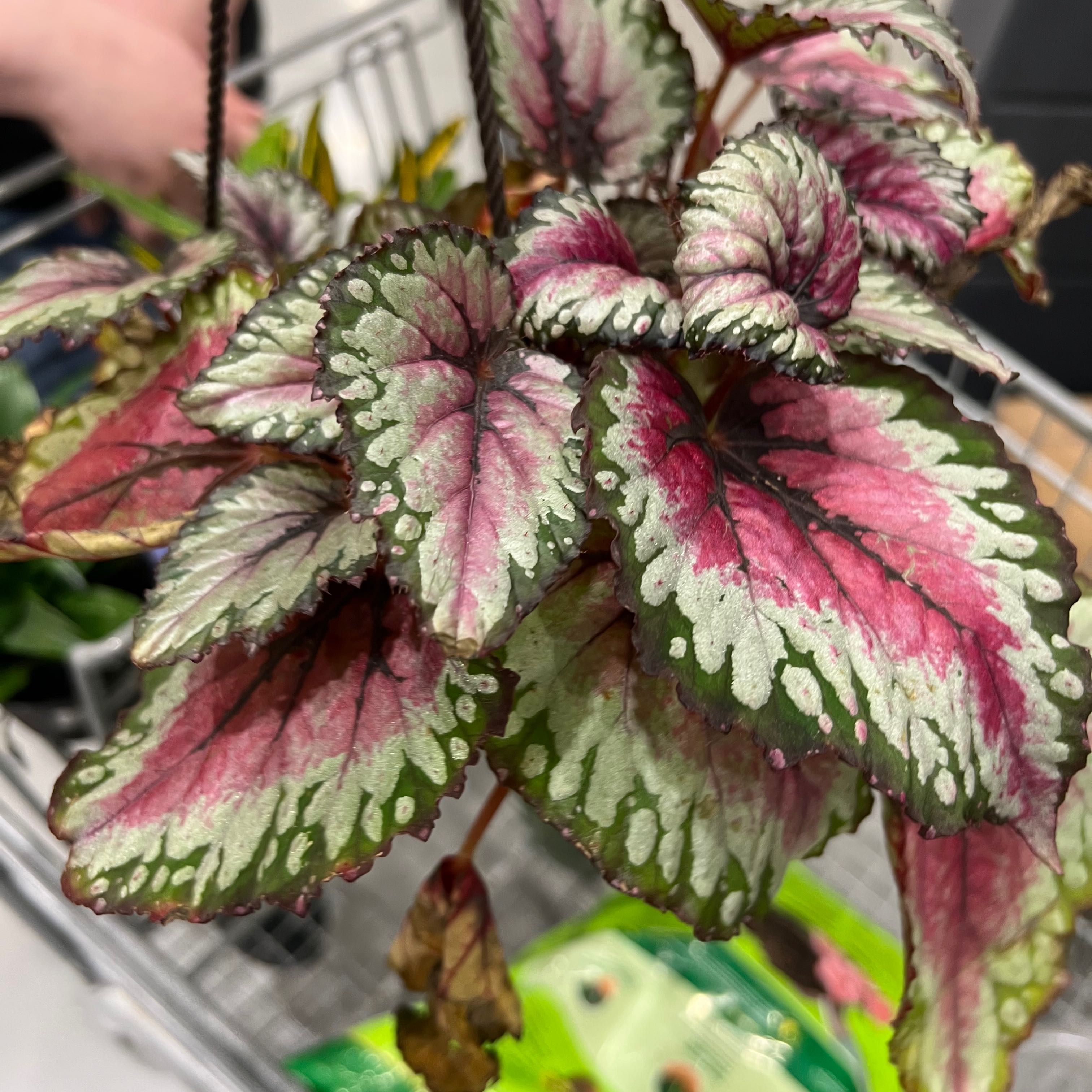 Painted-leaf Begonia with vibrant, variegated leaves in shades of green, pink, and white.