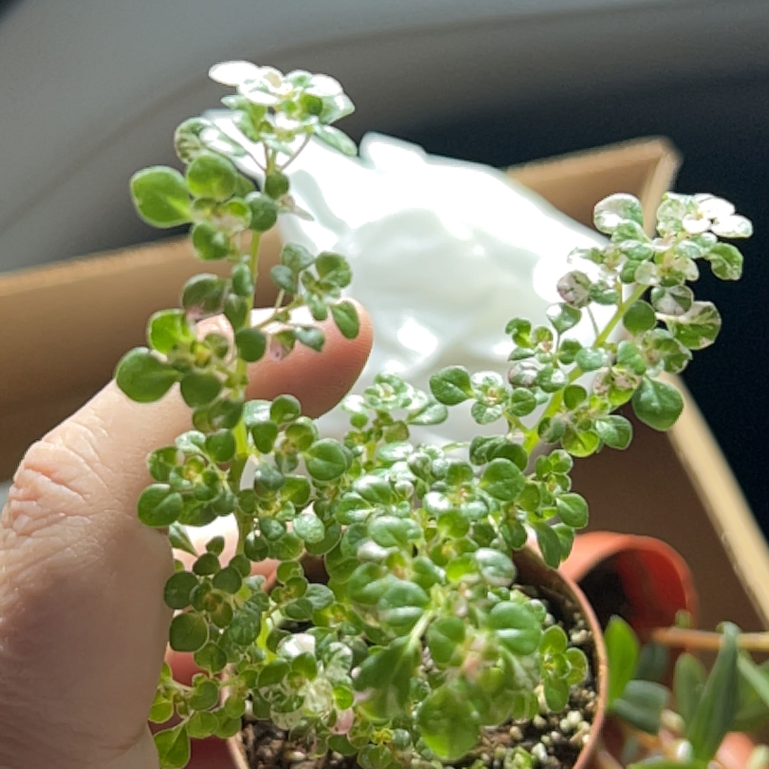 Pistol | A plant by @ContentDewberry on Greg