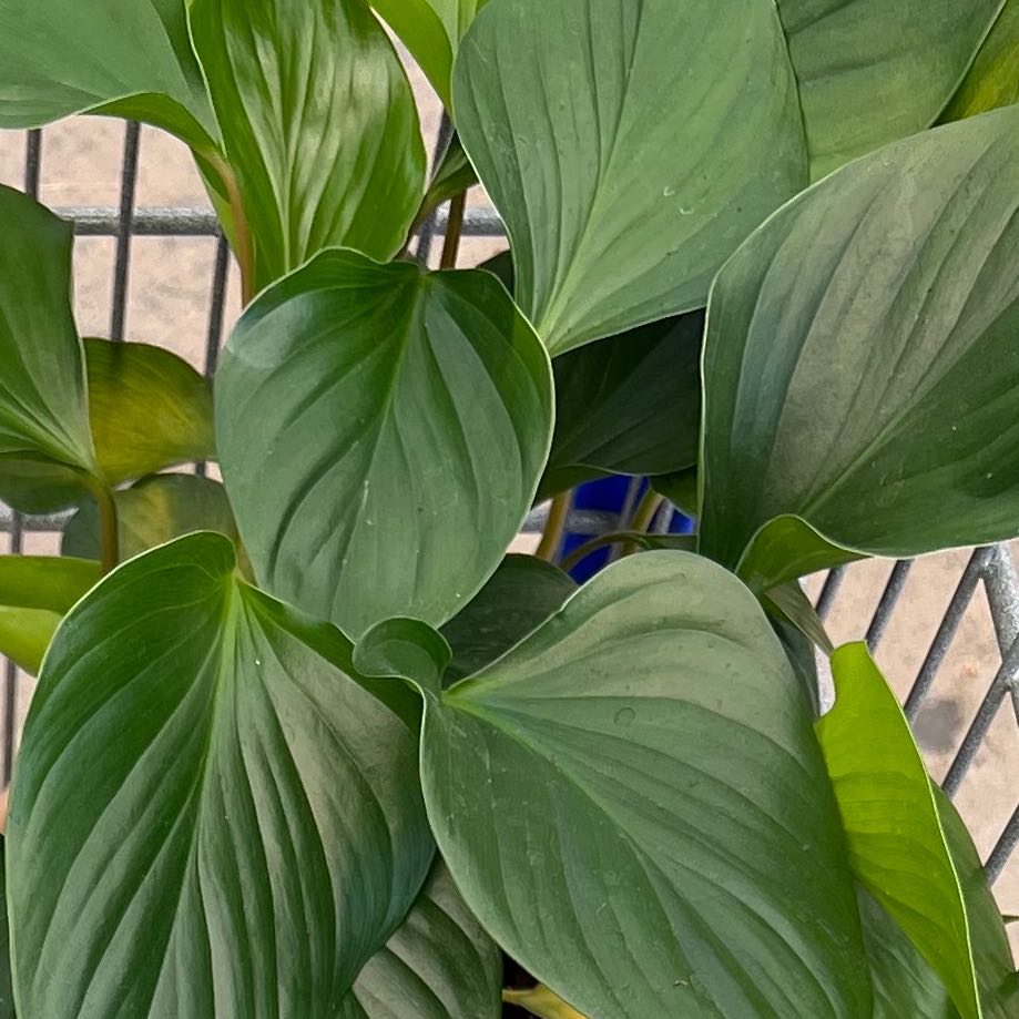 Homalomena Maggy plant with broad, glossy green leaves, well-framed and centered.