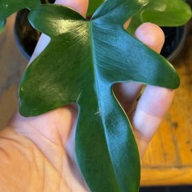 Photo of the plant species Rudolph Philodendron by @ContentDewberry named Rudolph on Greg, the plant care app
