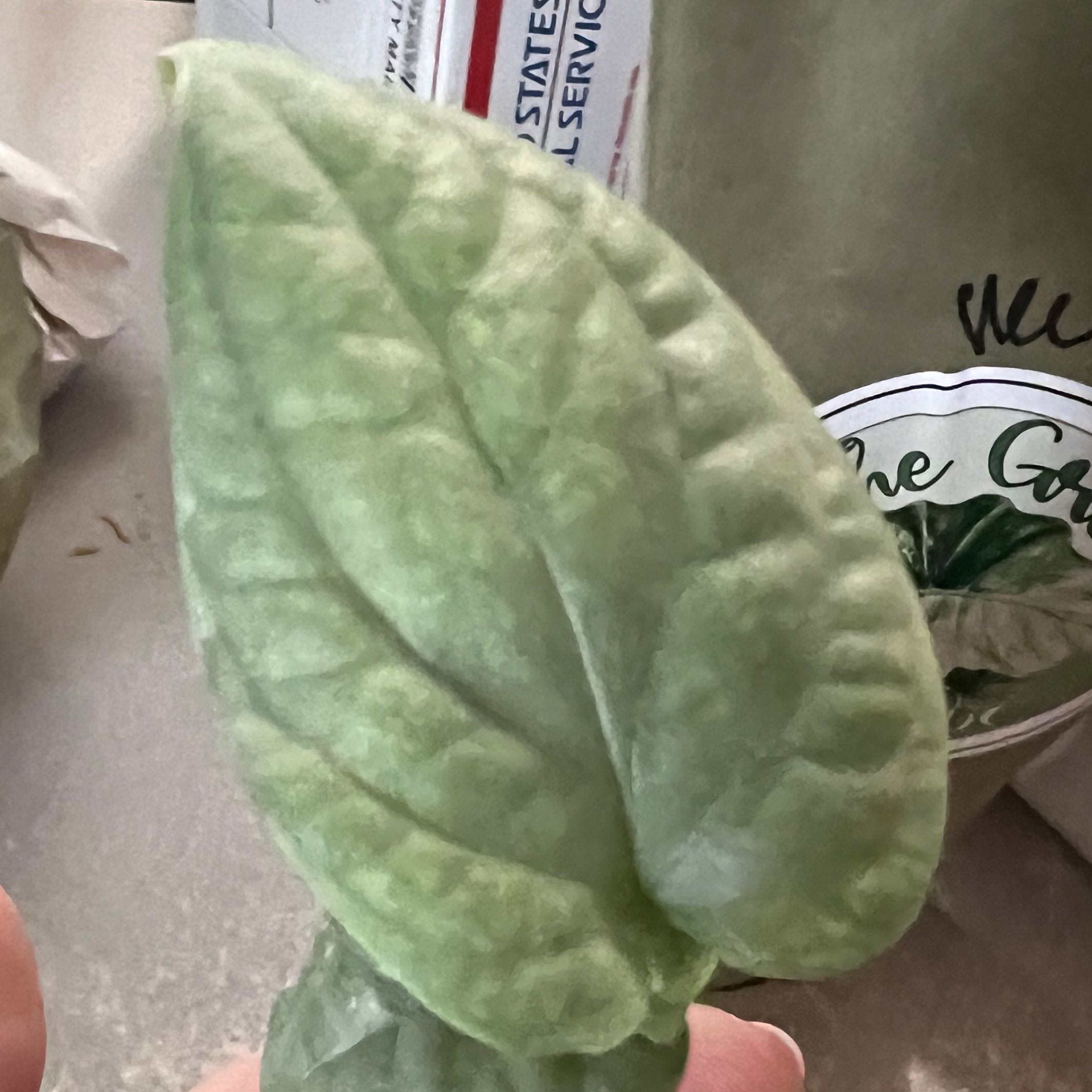 Photo of the plant species Variegated Spiderman Amydrium by @ContentDewberry named Amy on Greg, the plant care app
