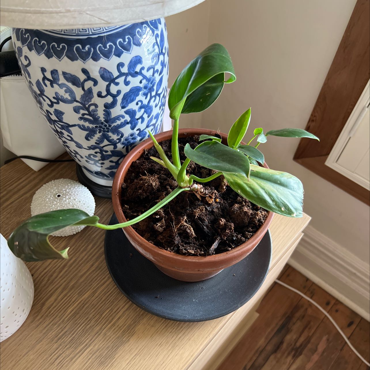 Potted Philodendron cordatum plant with green leaves on a table next to a decorative vase.
