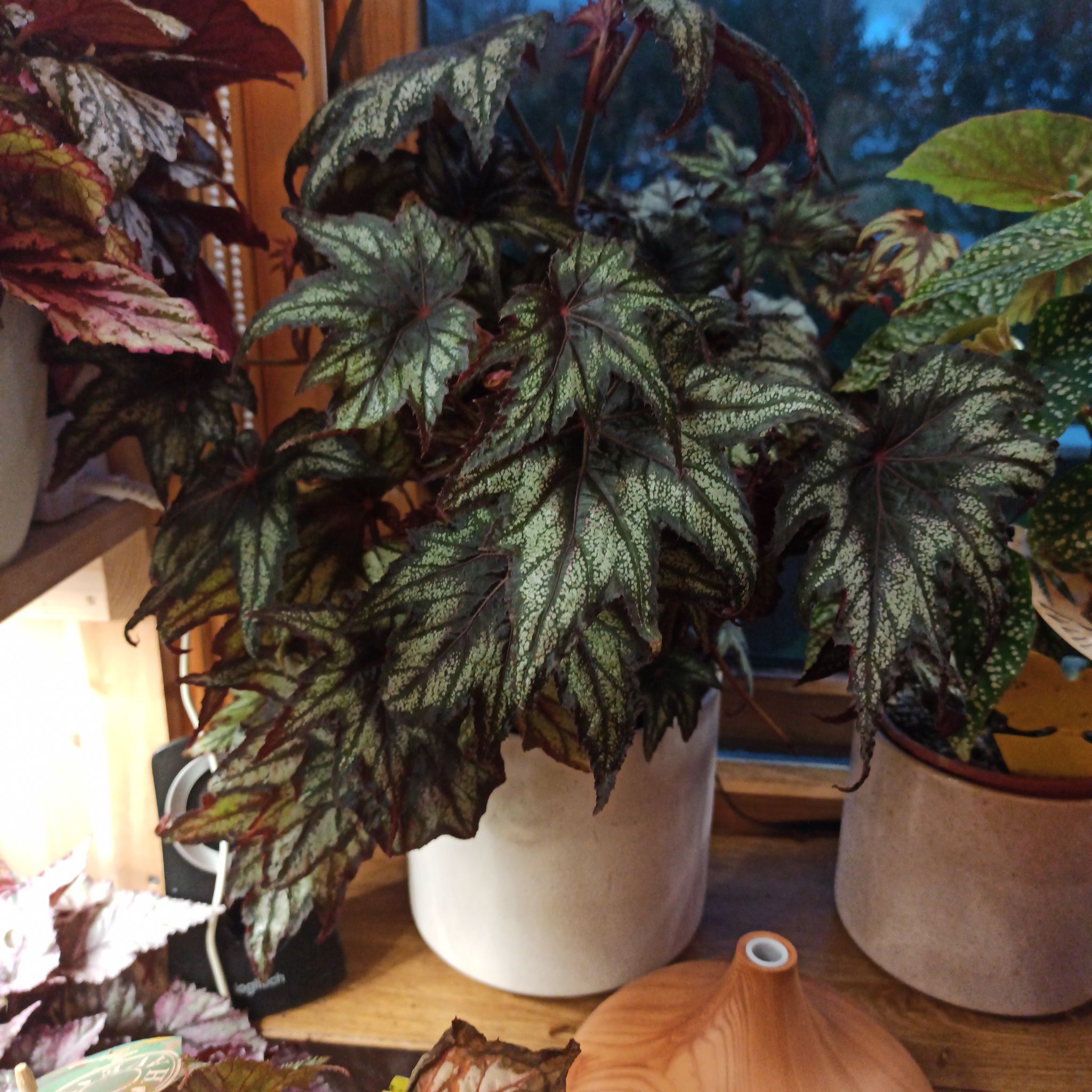 Painted-leaf Begonia in a white pot with vibrant, patterned leaves.